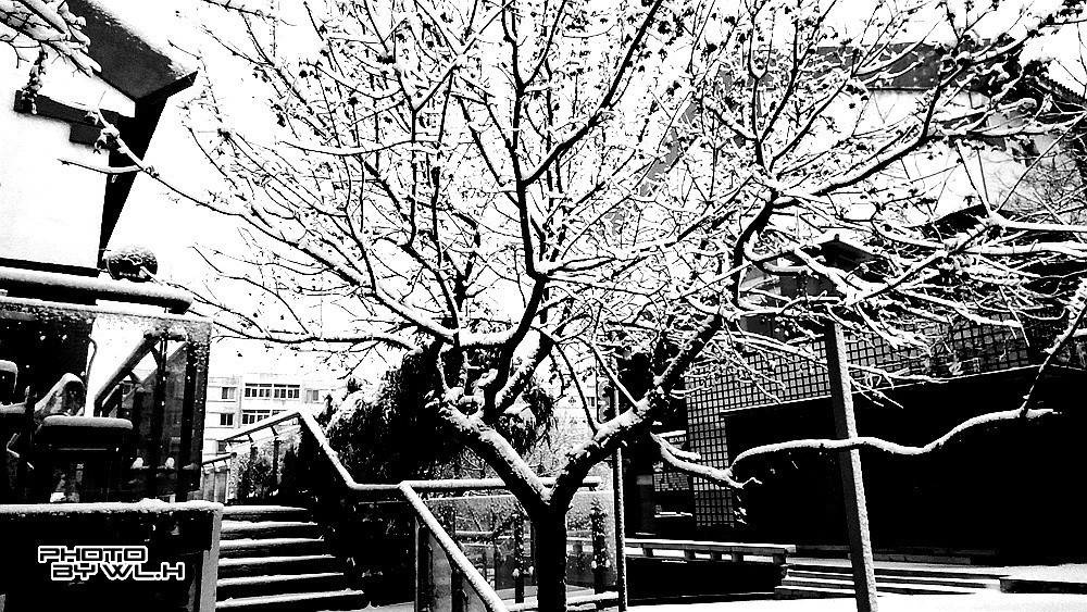 庚子冬月初雪散记