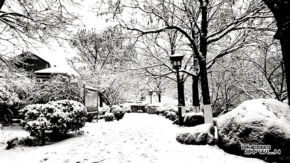 庚子冬月初雪散记