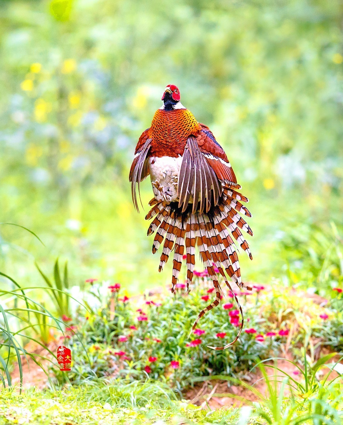 《腾空而起》—— 白颈长尾雉（国保一级）