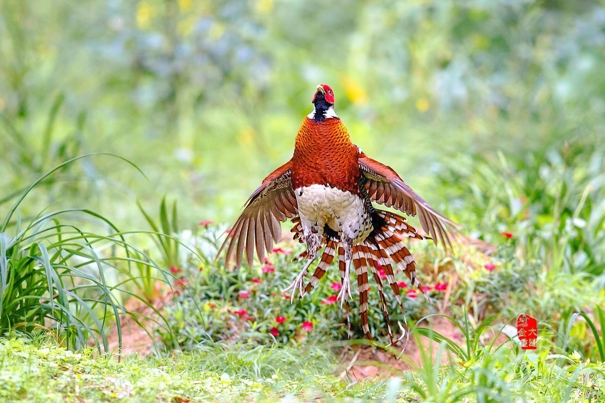 《腾空而起》—— 白颈长尾雉（国保一级）