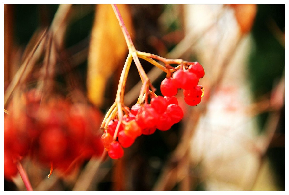 深秋的鸡树条果