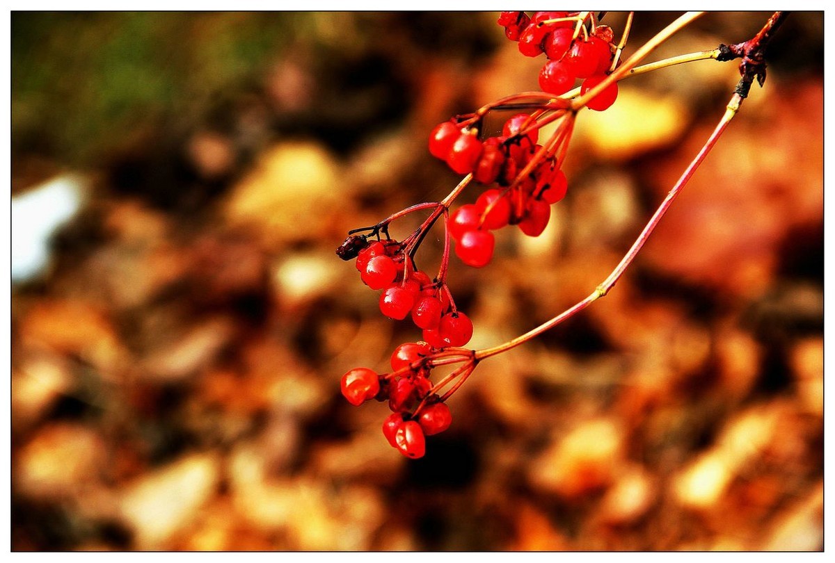深秋的鸡树条果