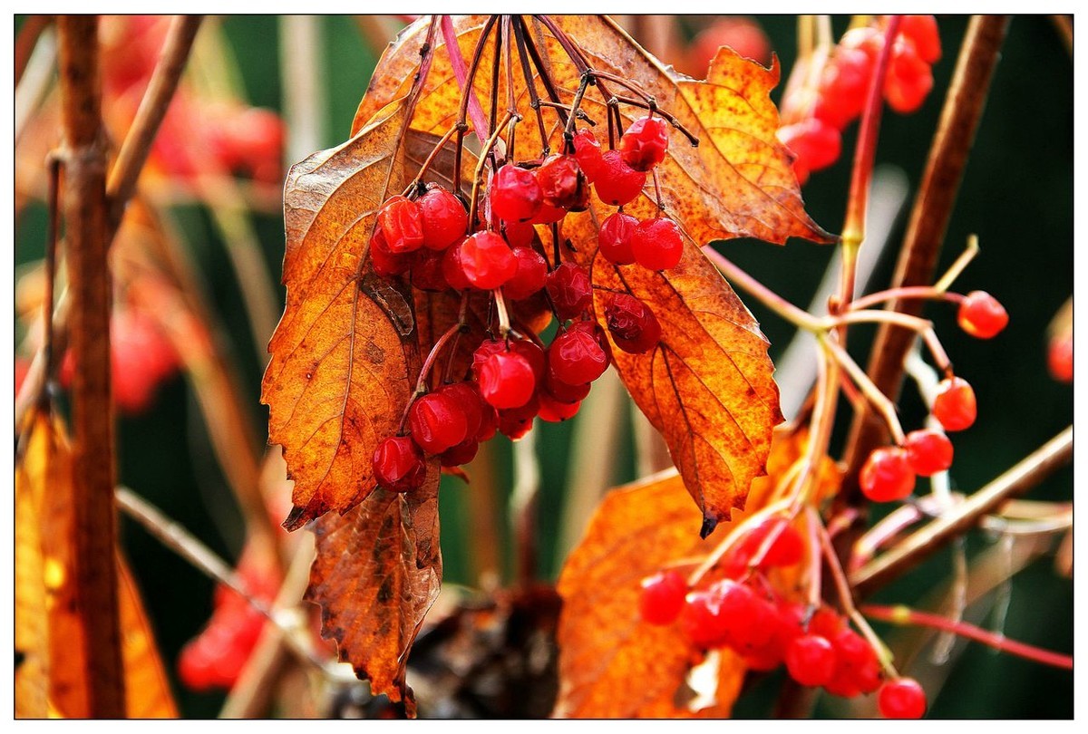 深秋的鸡树条果