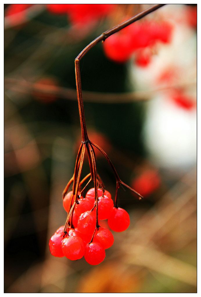 深秋的鸡树条果