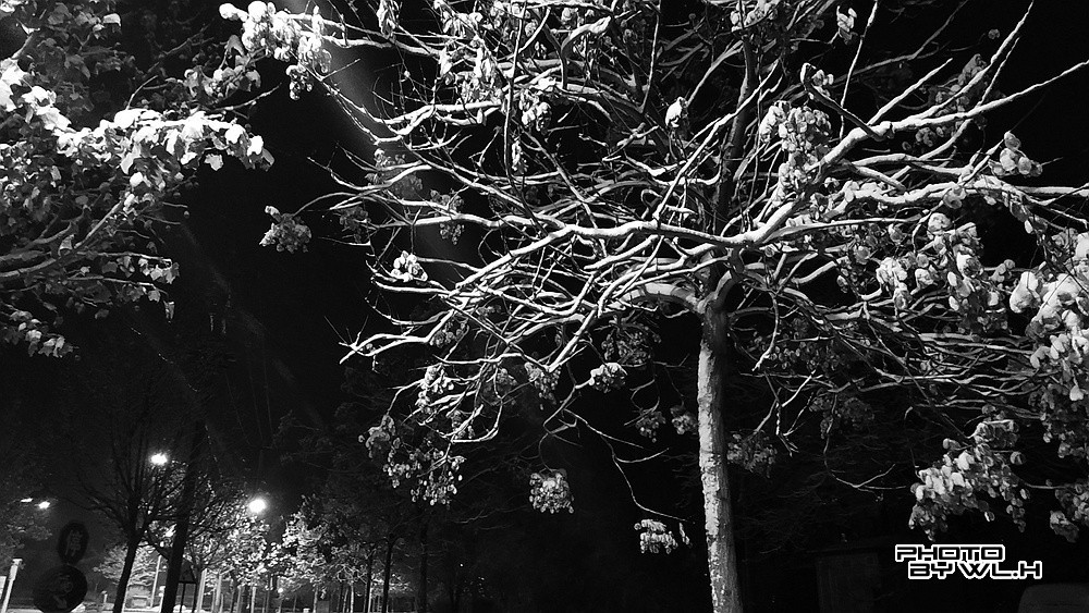 庚子冬月初雪散记