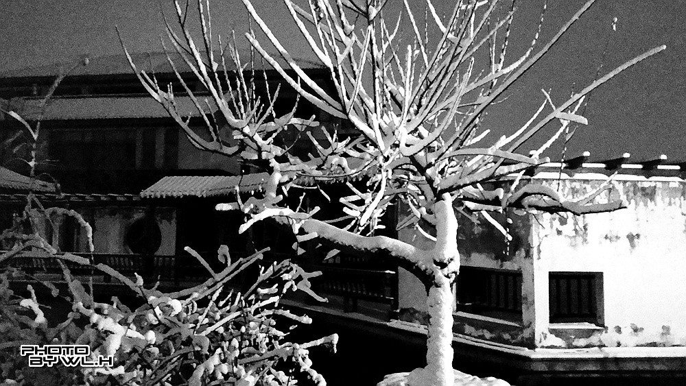 庚子冬月初雪散记