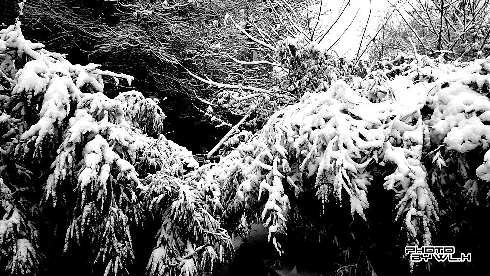 庚子冬月初雪散记