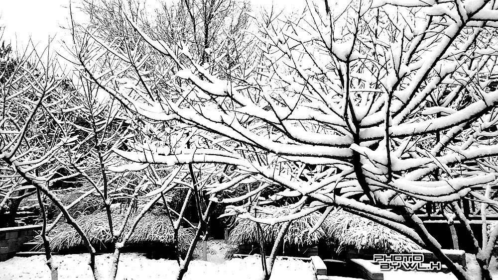 庚子冬月初雪散记