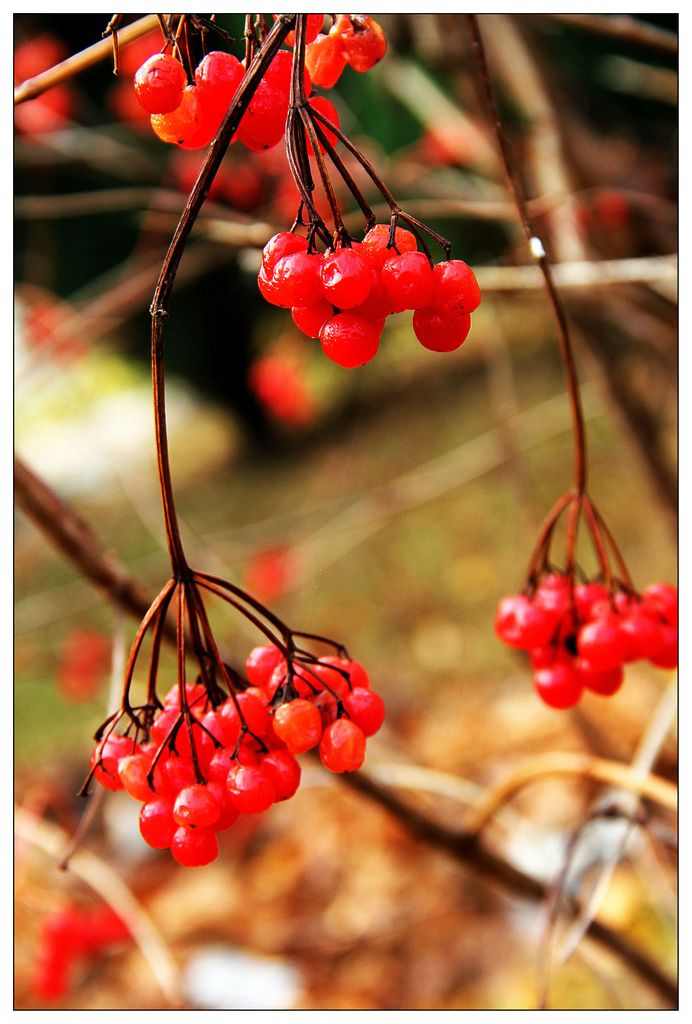 深秋的鸡树条果