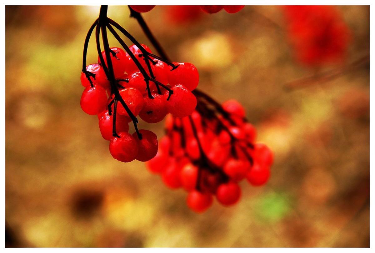 深秋的鸡树条果
