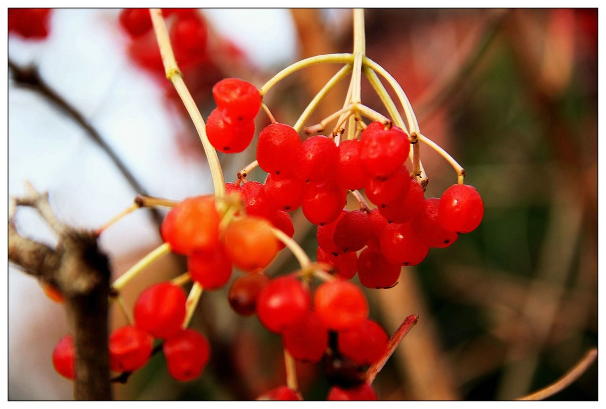 深秋的鸡树条果