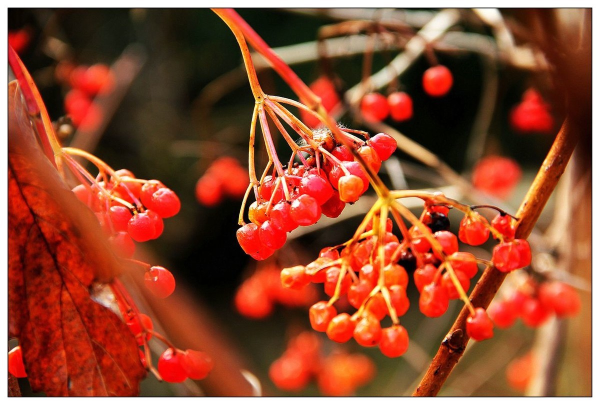 深秋的鸡树条果