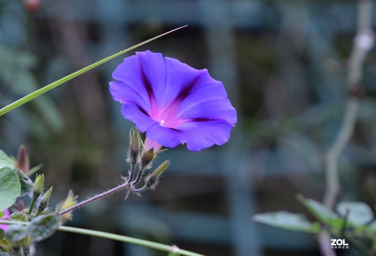 时花 : 牵牛花.....-中关村在线摄影论坛