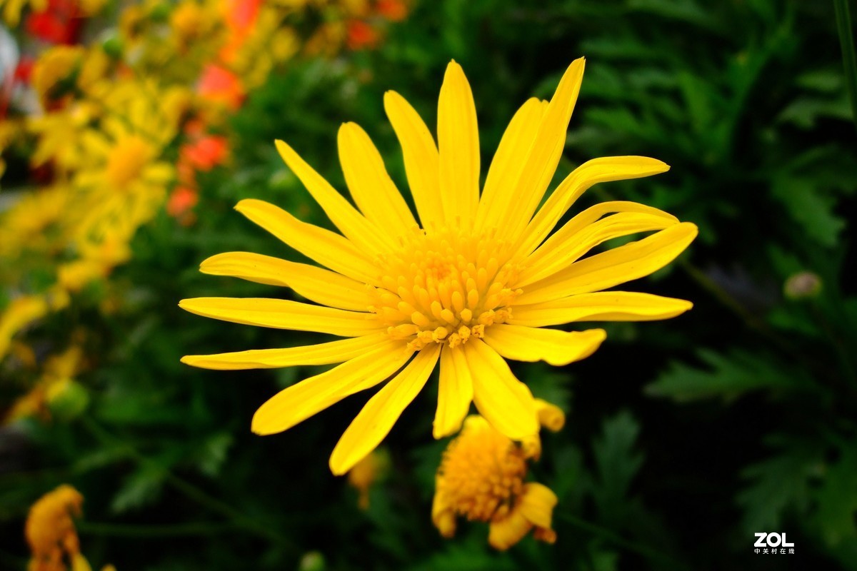 压箱底老相机再拿出来试机