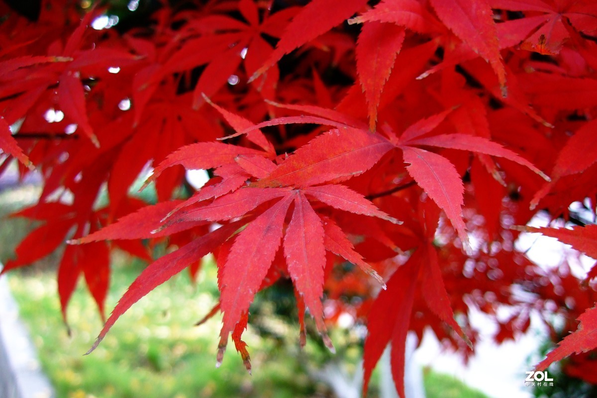 压箱底老相机再拿出来试机