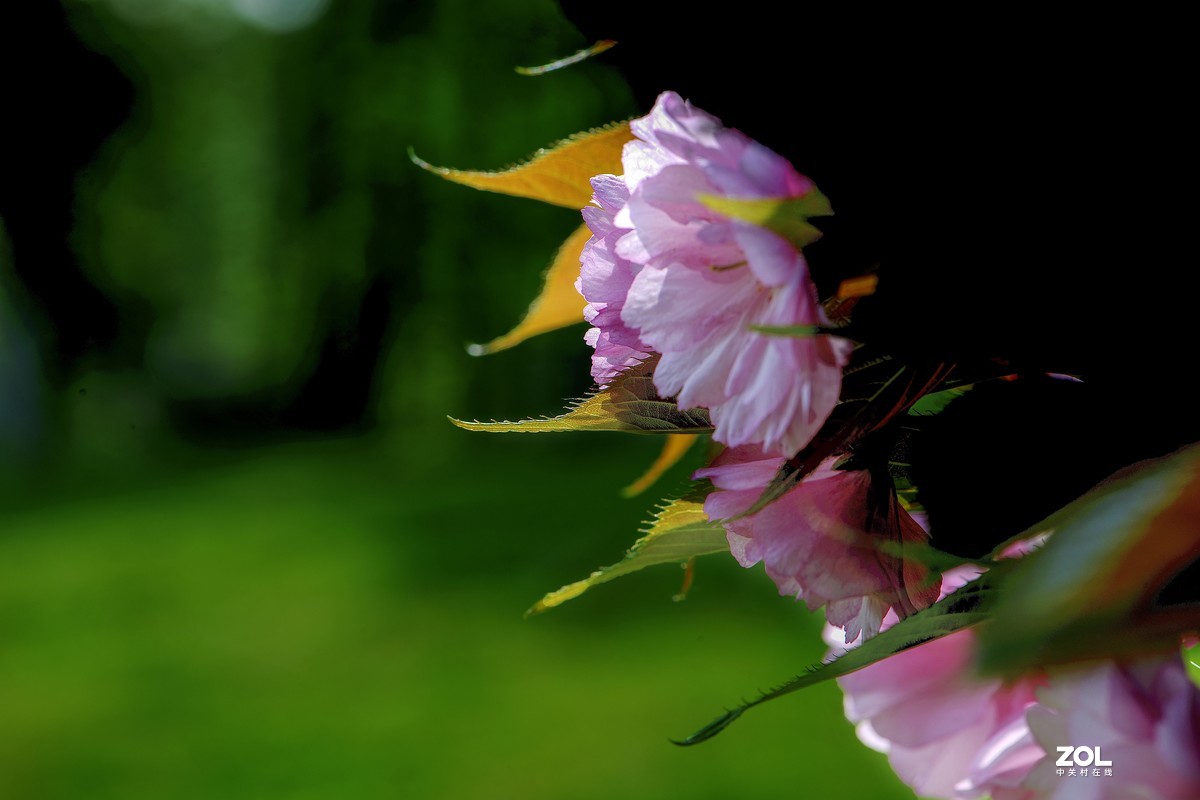 樱花