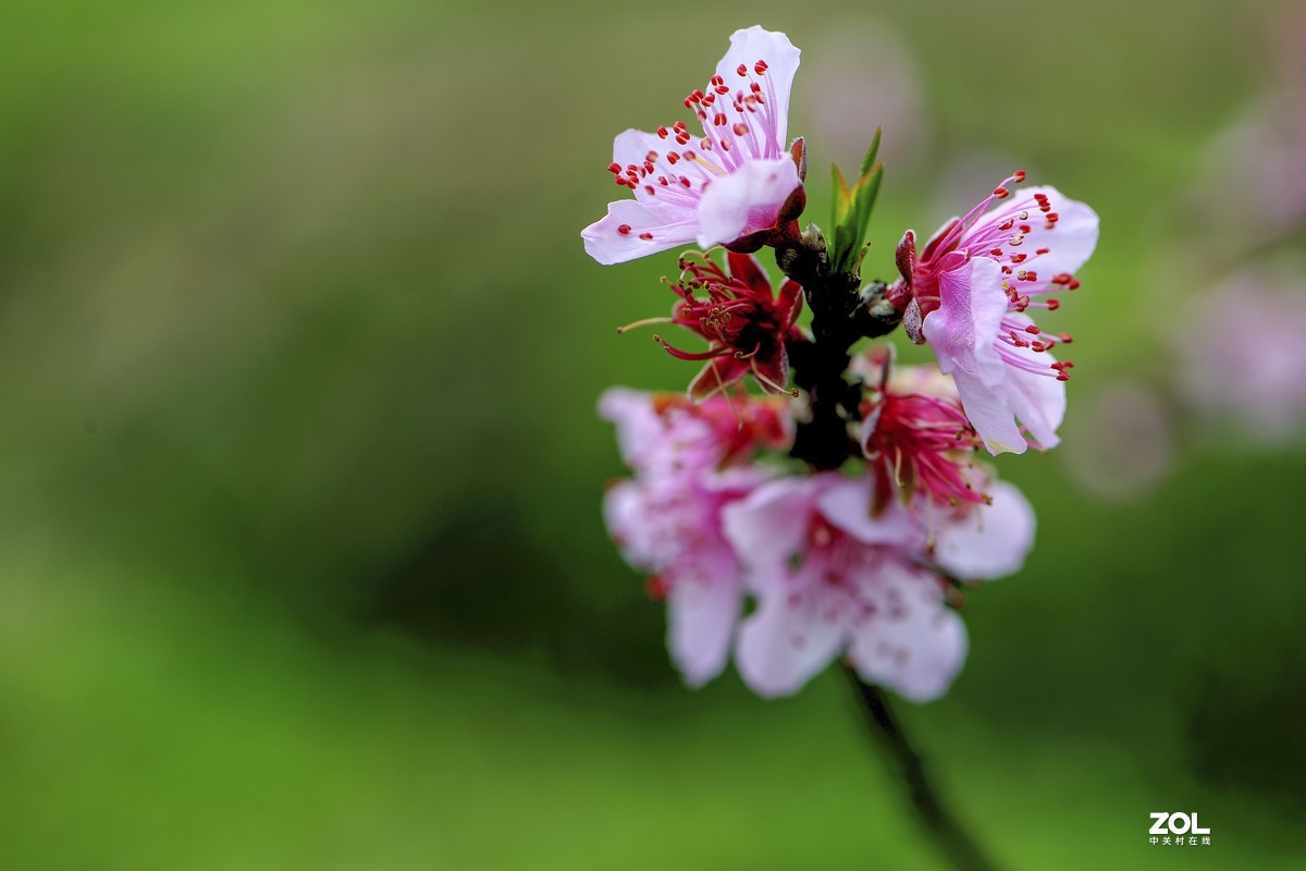 一組桃花小片