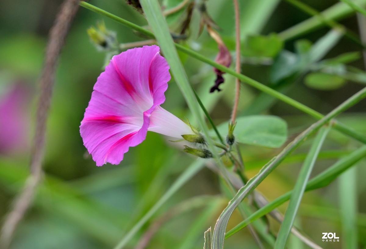 时花 : 牵牛花.....-中关村在线摄影论坛