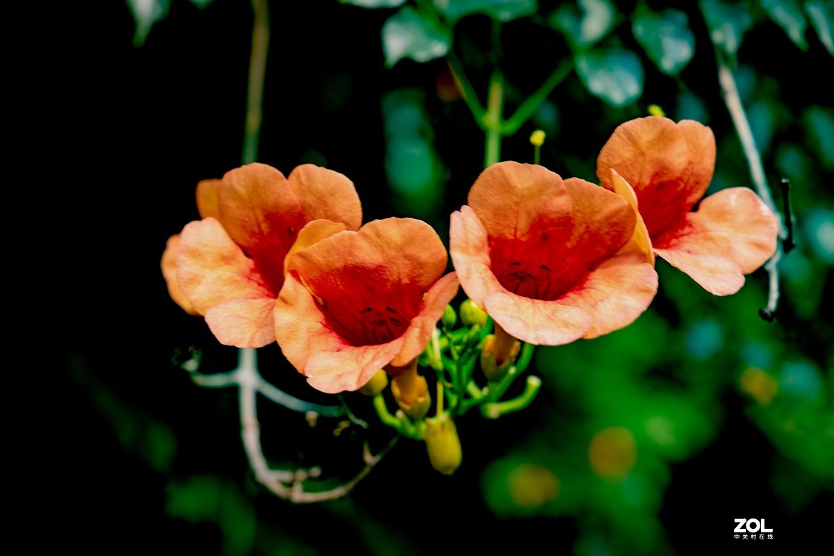 凌霄花