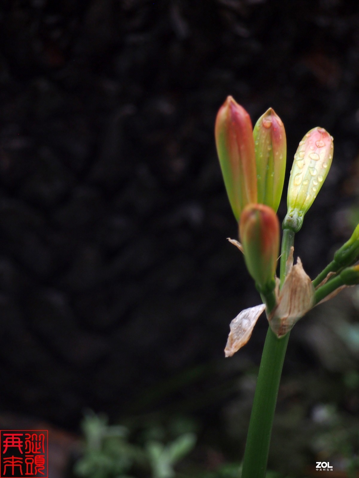春雨后待开放的君子兰花