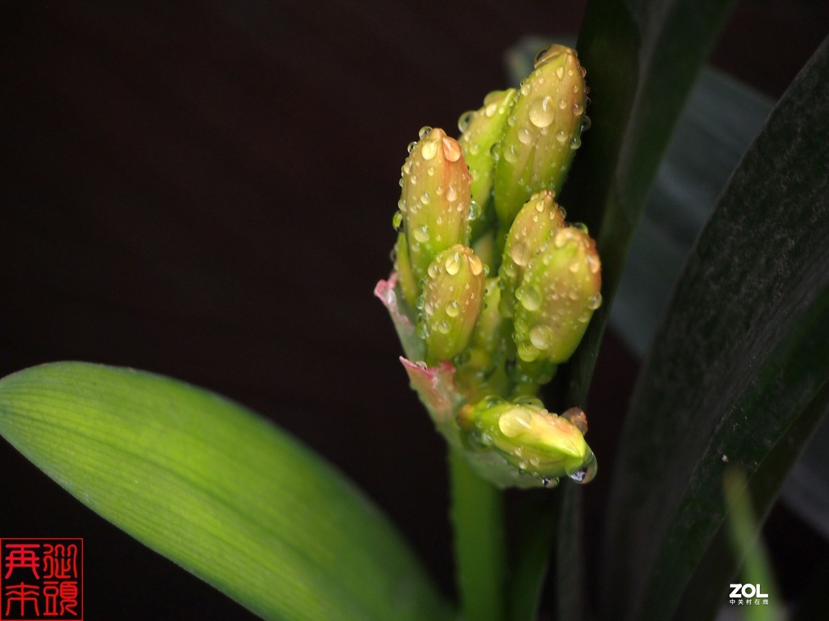 春雨后待开放的君子兰花