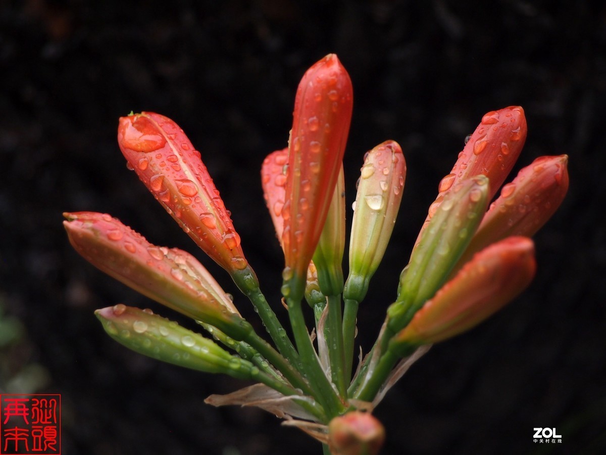 春雨后待开放的君子兰花