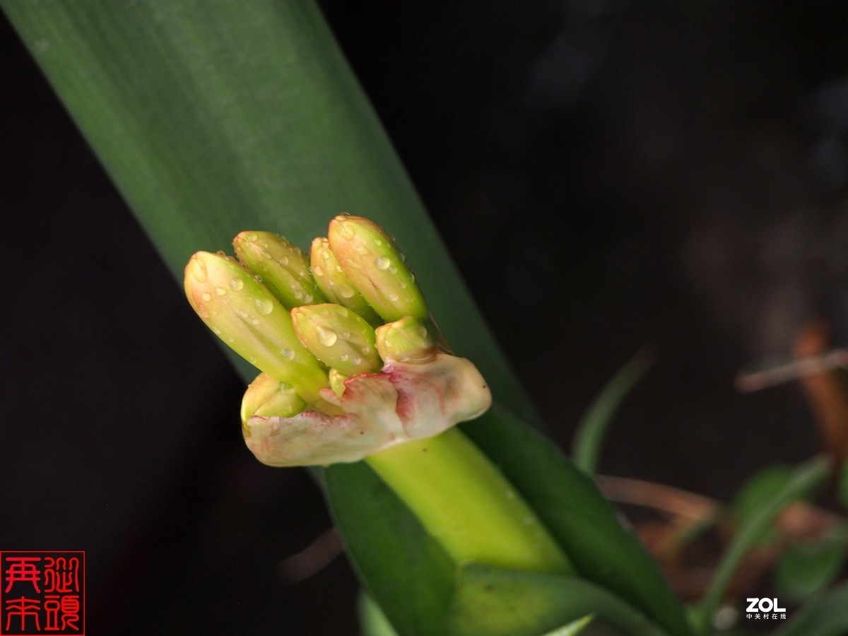 春雨后待开放的君子兰花