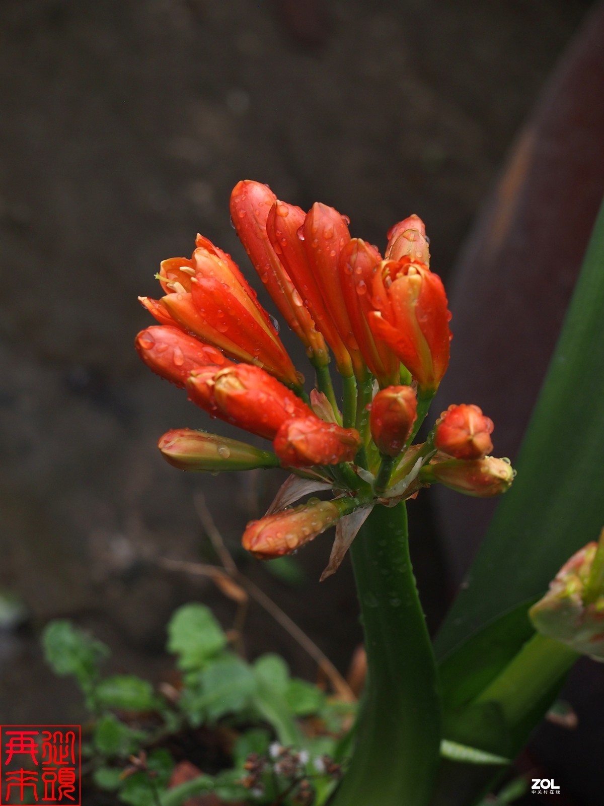 春雨后待开放的君子兰花