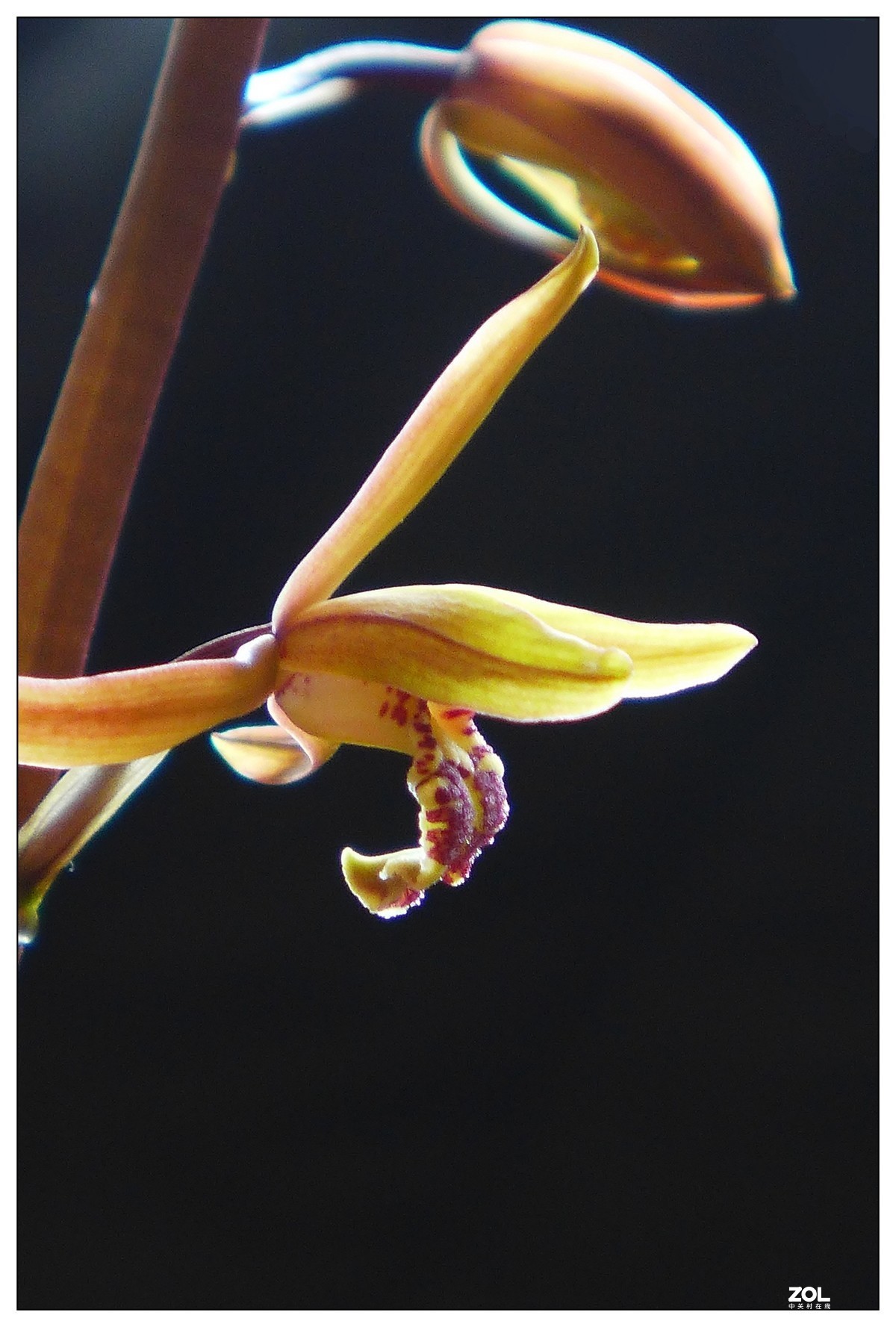 惠兰花与玉兰花