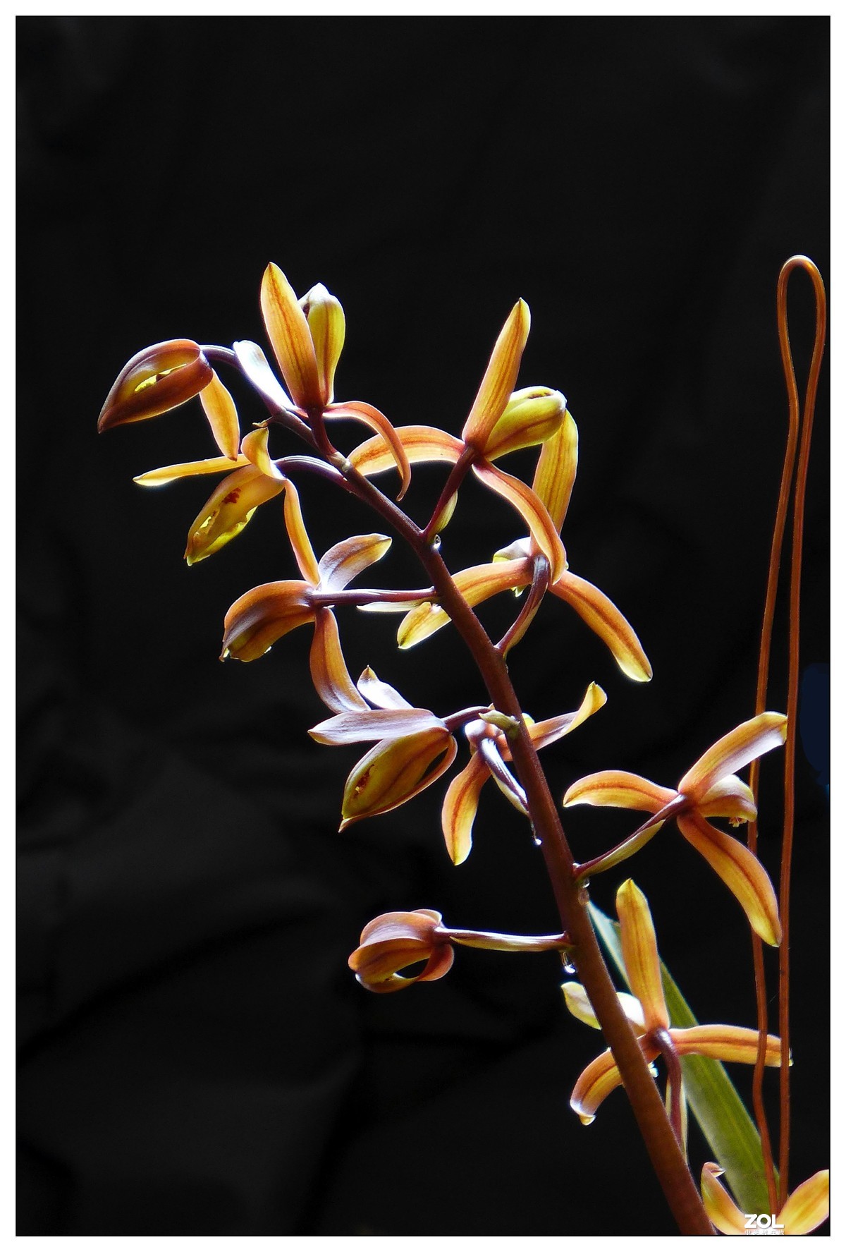 惠兰花与玉兰花