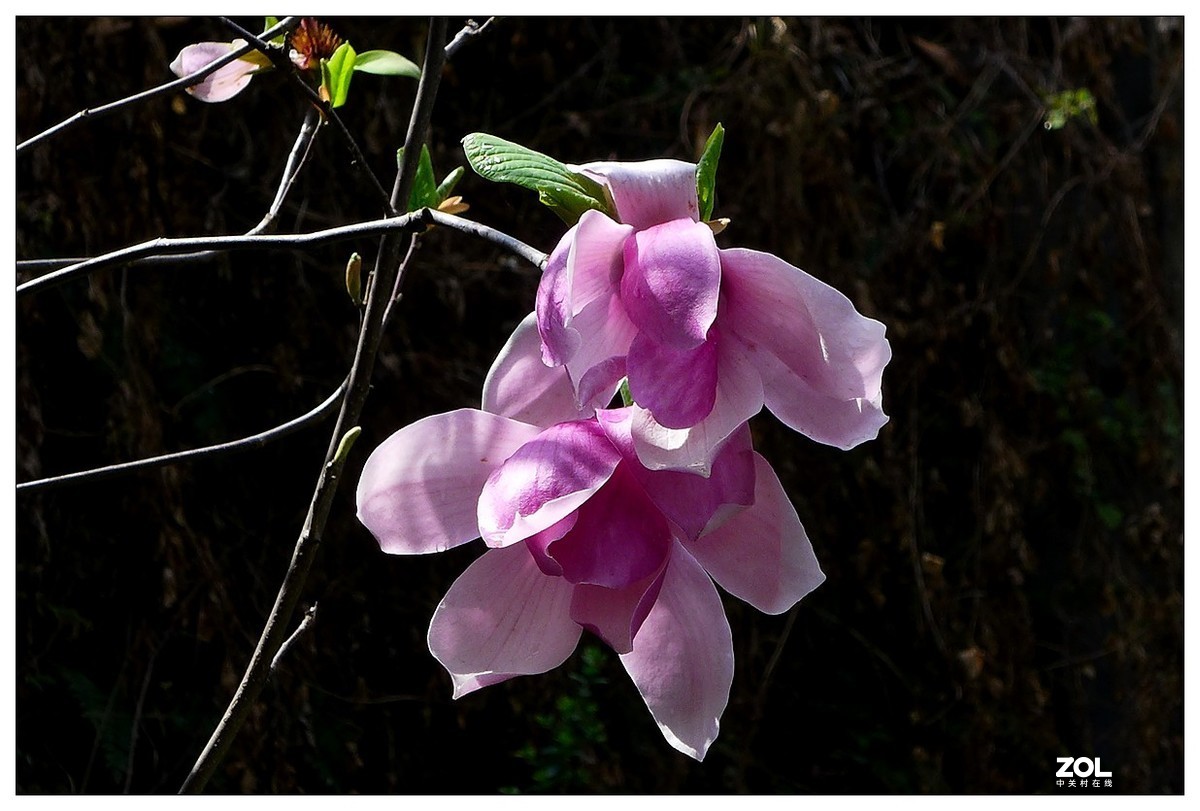 惠兰花与玉兰花