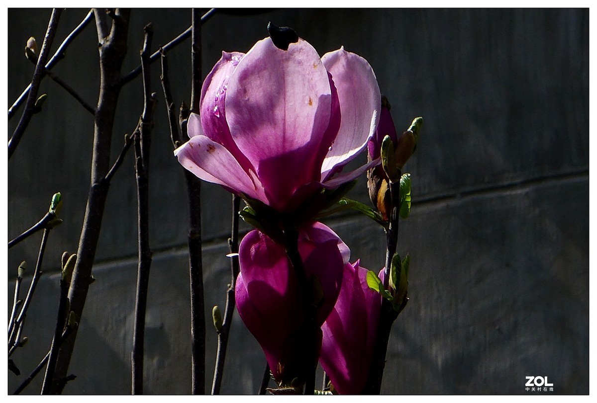 惠兰花与玉兰花