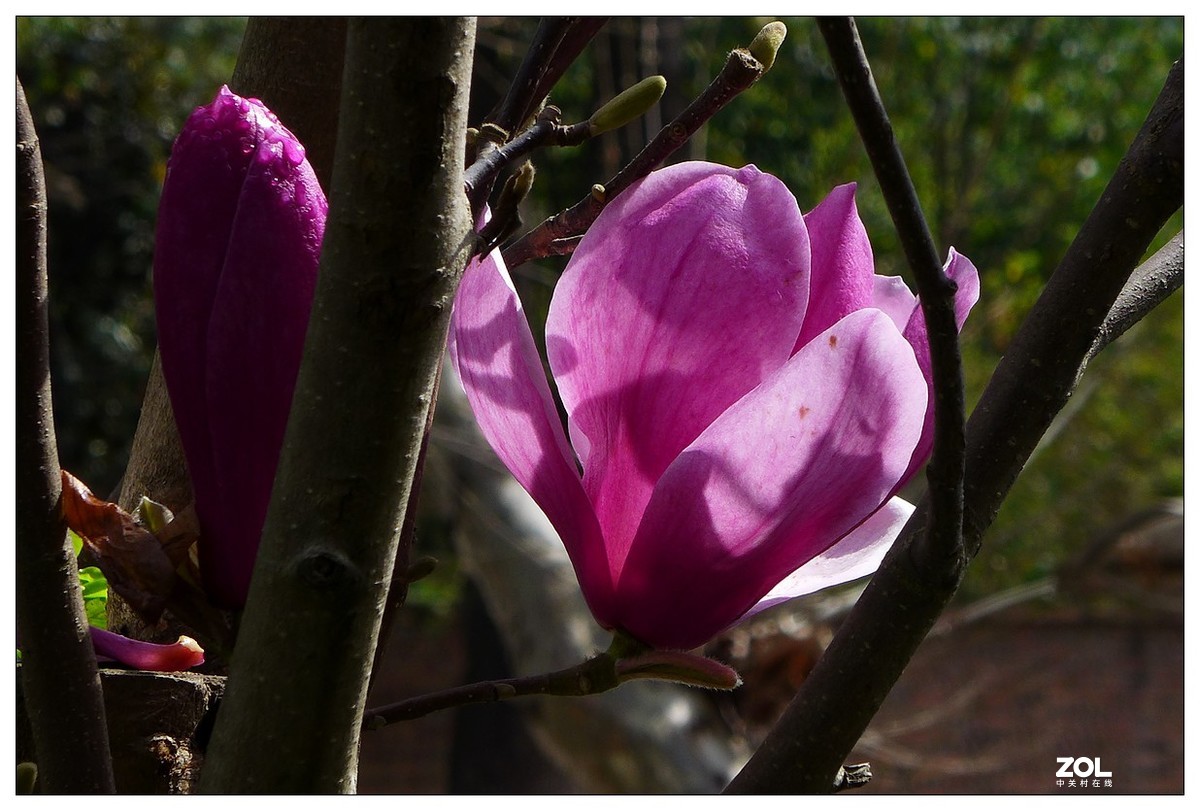 惠兰花与玉兰花