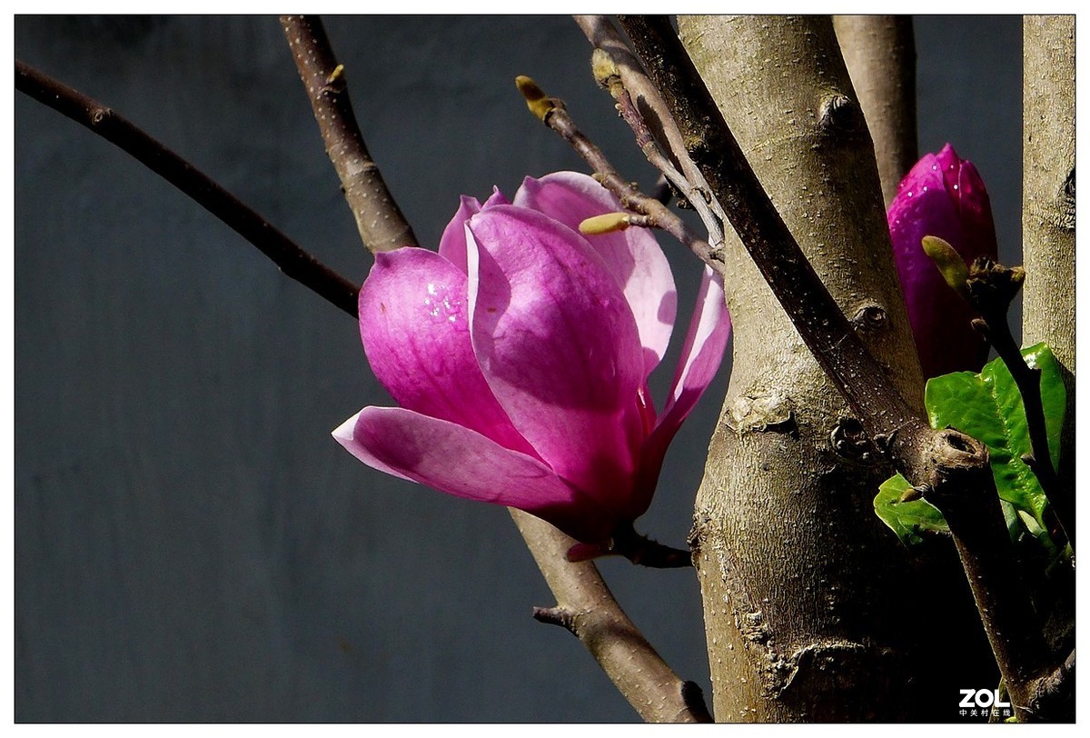 惠兰花与玉兰花