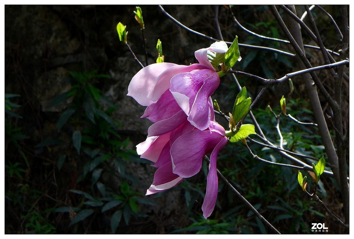 惠兰花与玉兰花