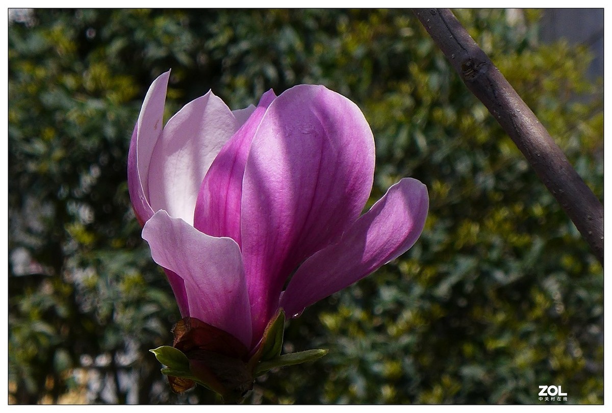 惠兰花与玉兰花