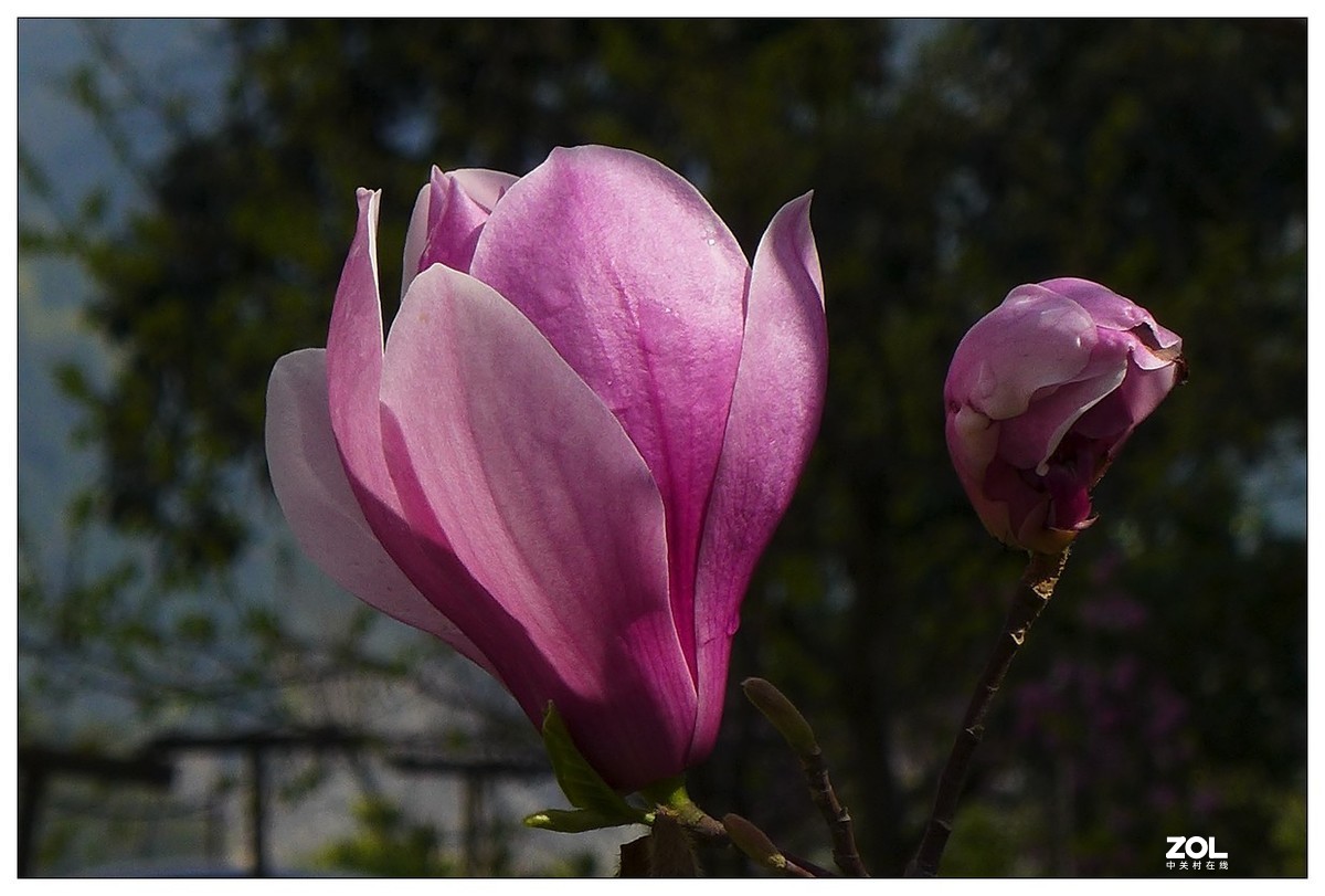 惠兰花与玉兰花