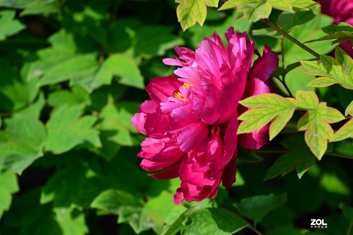 春色满园，牡丹花