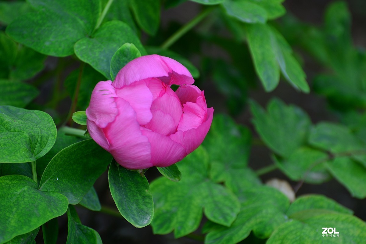 春色满园，牡丹花