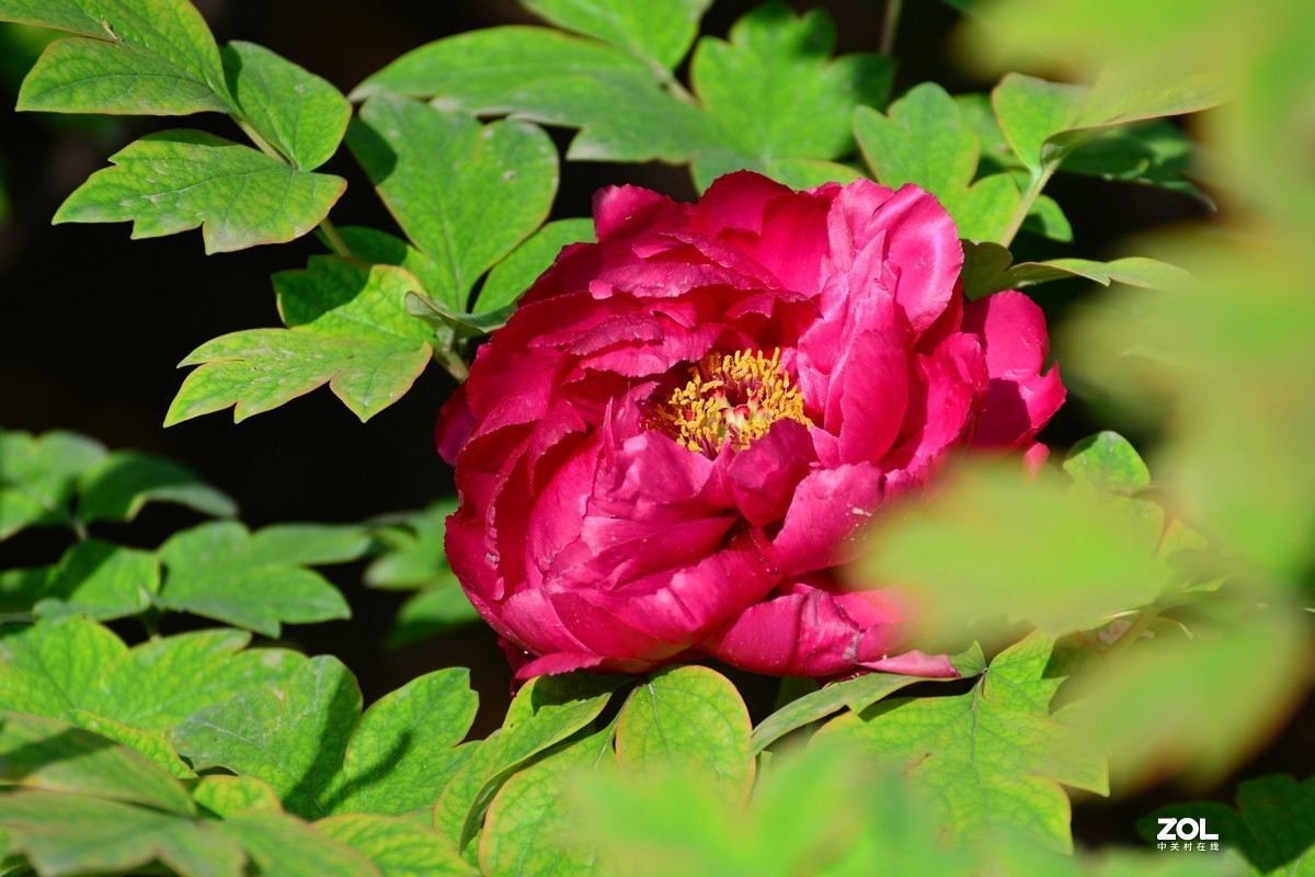 春色满园，牡丹花