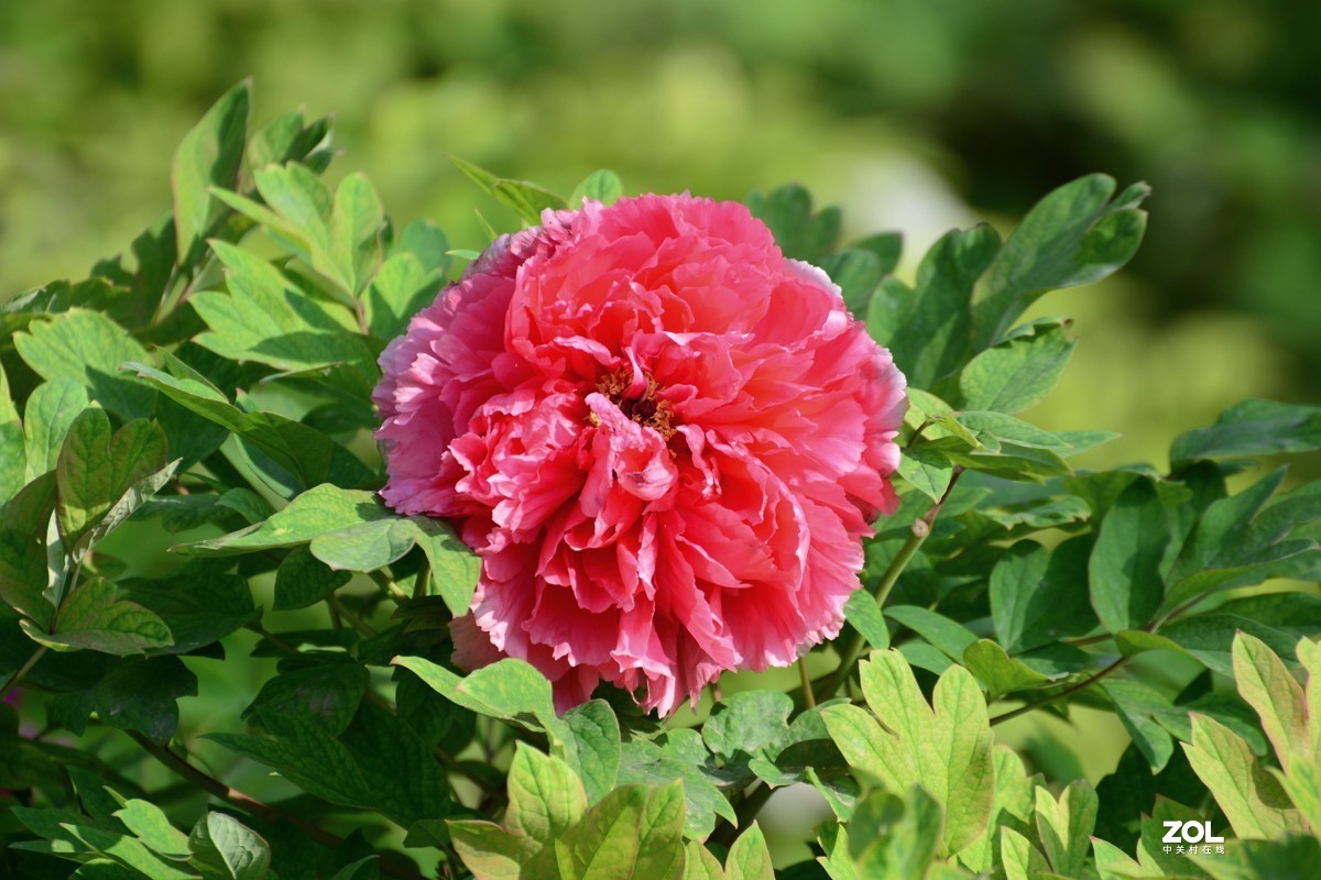 春色满园，牡丹花