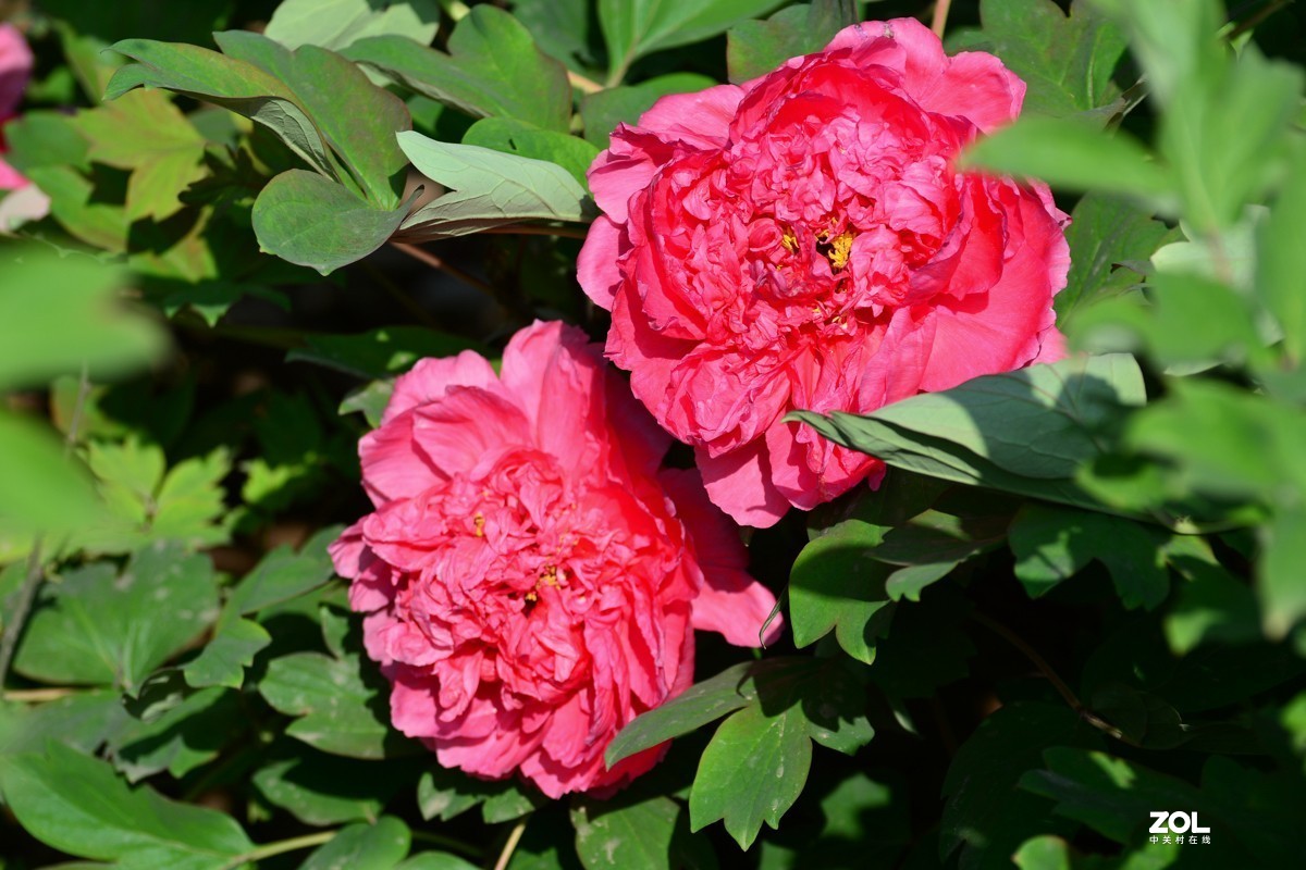 春色满园，牡丹花