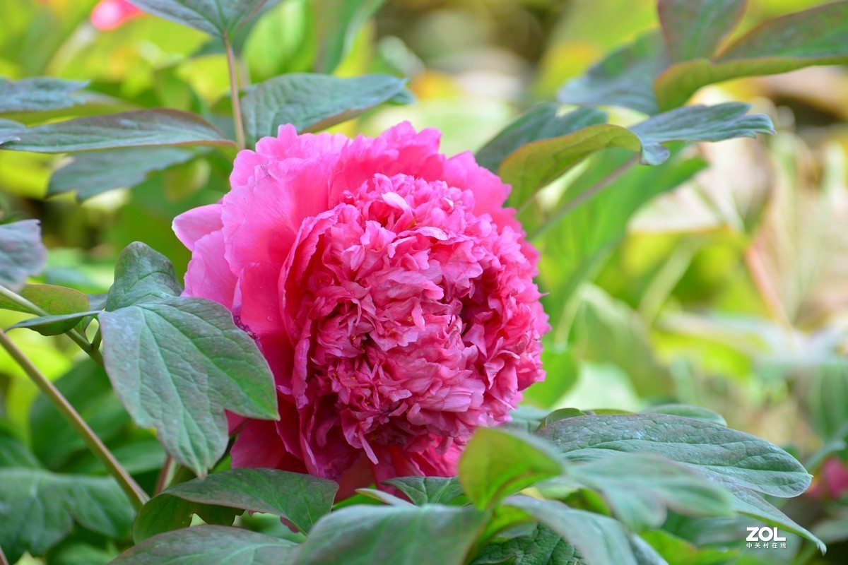 春色满园，牡丹花
