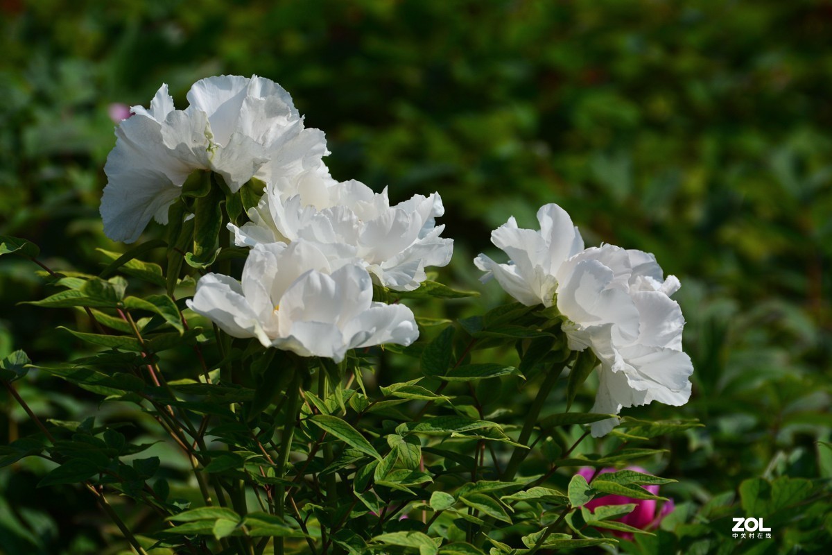 春色满园，牡丹花