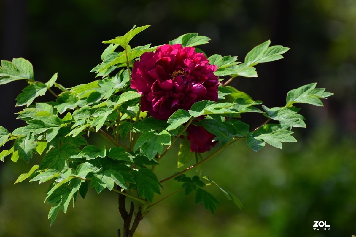 春色满园，牡丹花