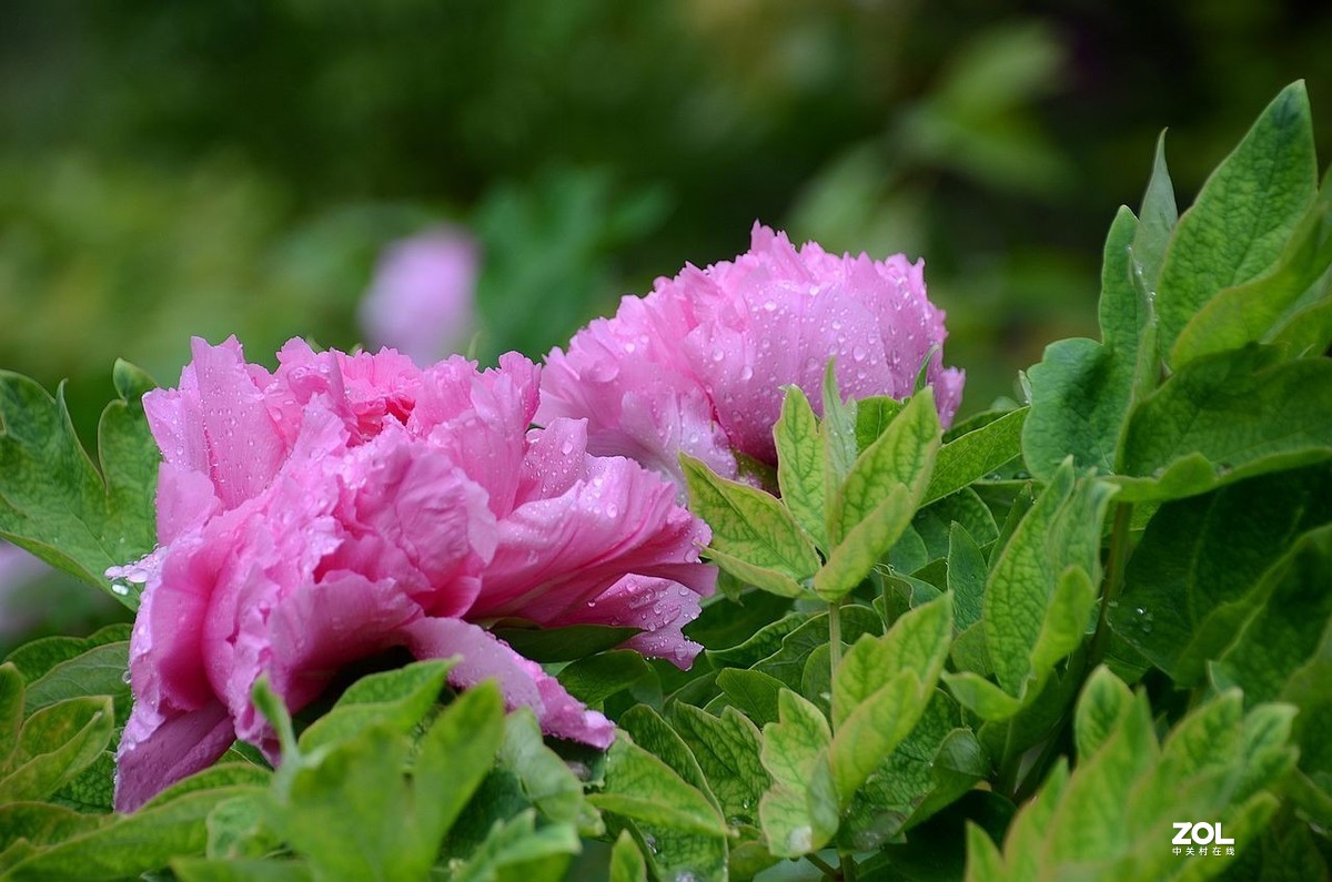 雨 后 的 牡 丹 花 ------。