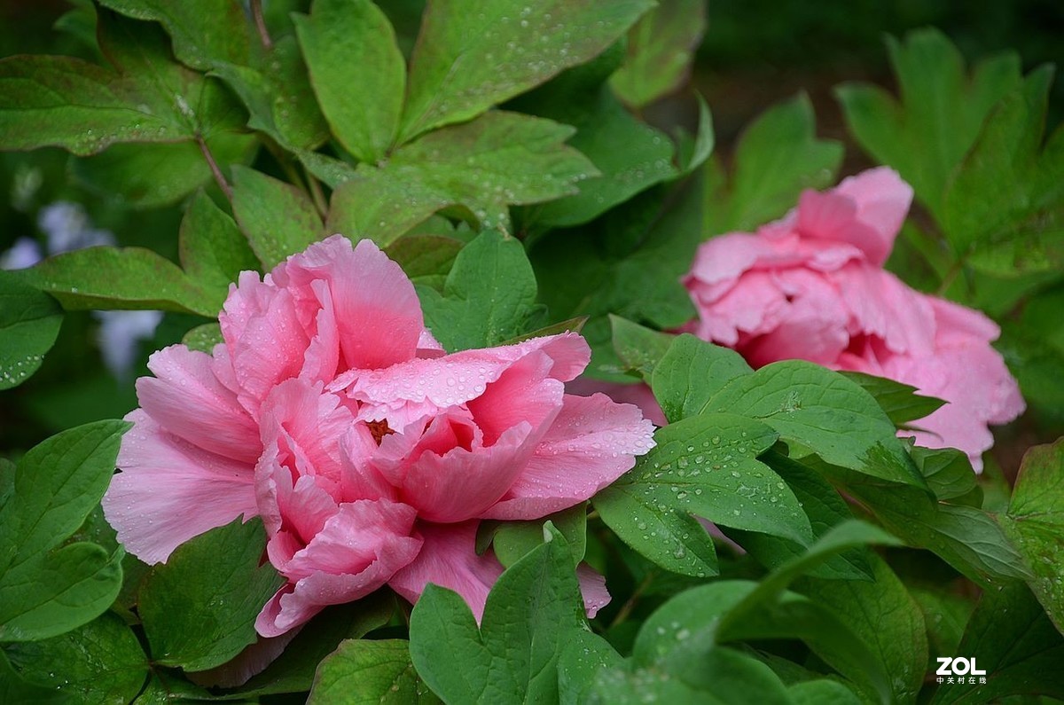 雨 后 的 牡 丹 花 ------。