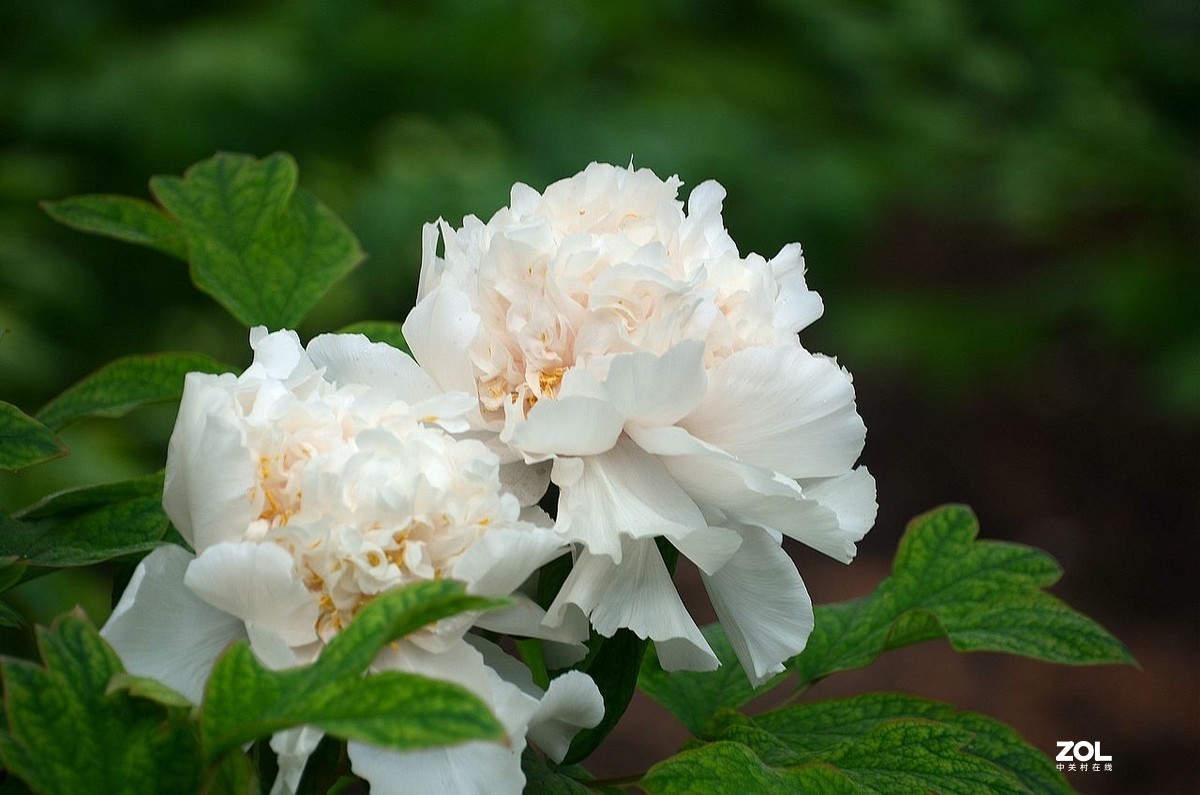 雨 后 的 牡 丹 花 ------。