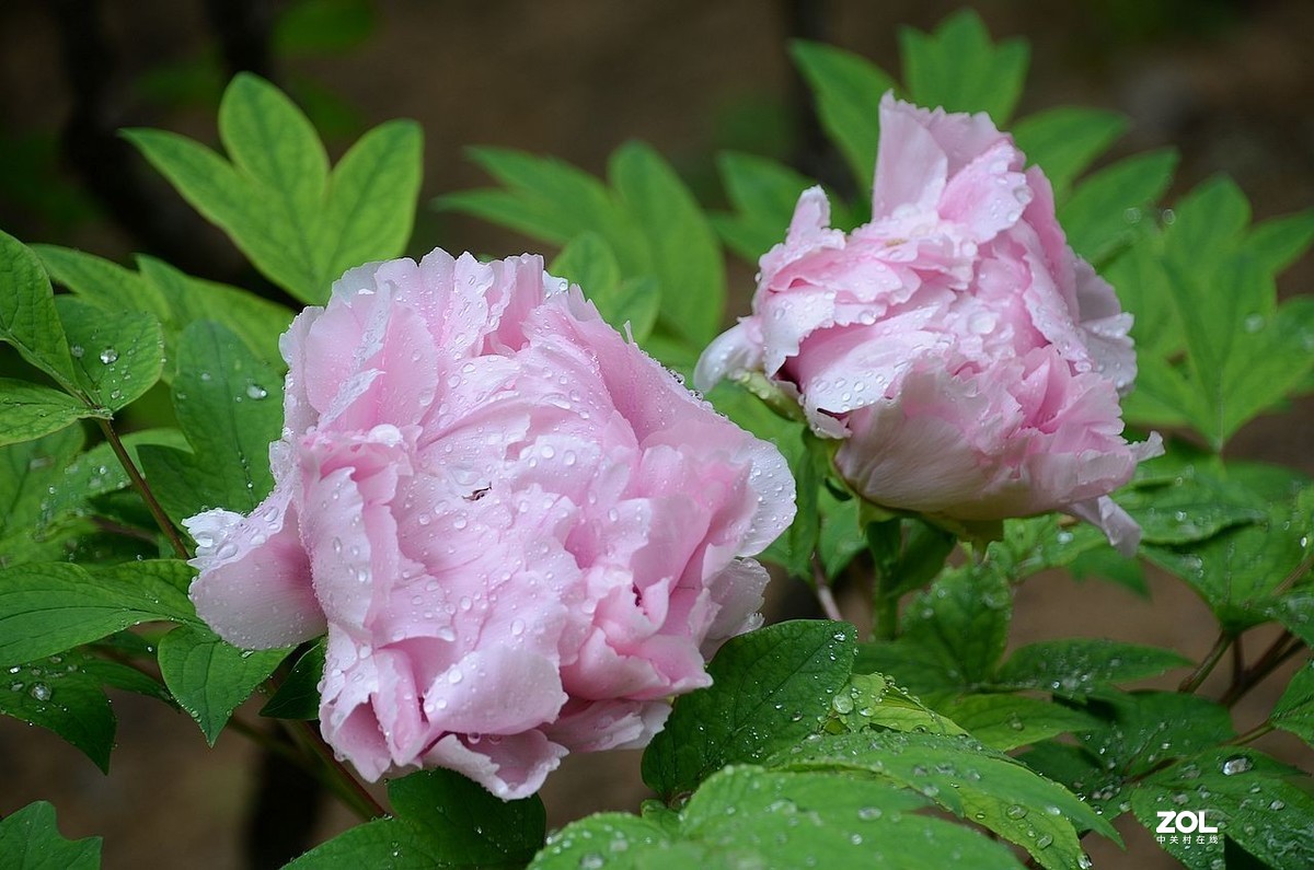 雨 后 的 牡 丹 花 ------。