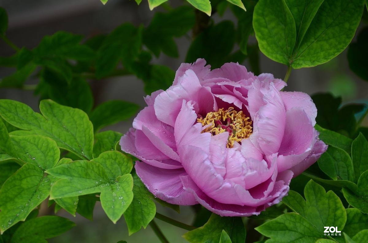 雨 后 的 牡 丹 花 ------。